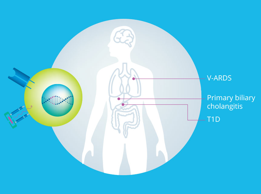 Treg-with-organs_2 Human body showing links to lung, liver and pancreas